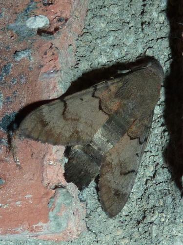 Réf. 201 344 : Macroglossum stellatarum